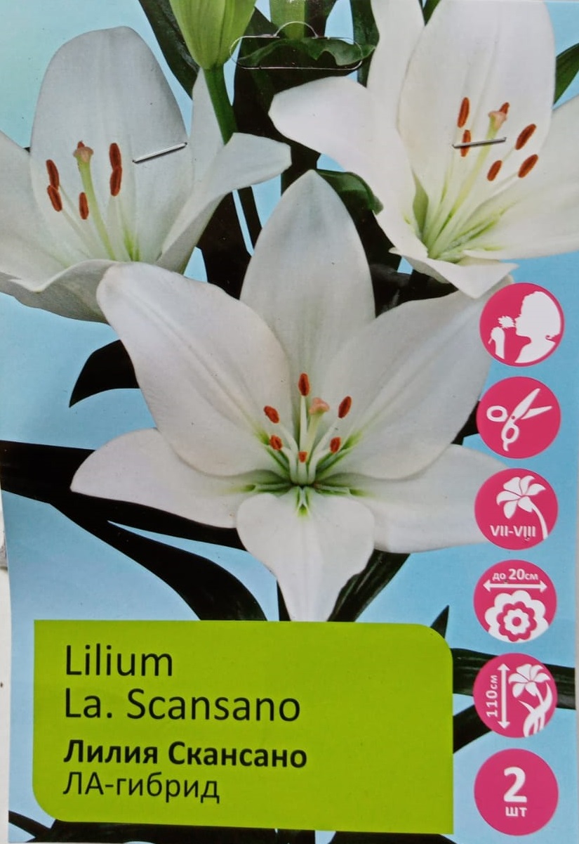 Лилия Скансано /Lilium Scansano ХС