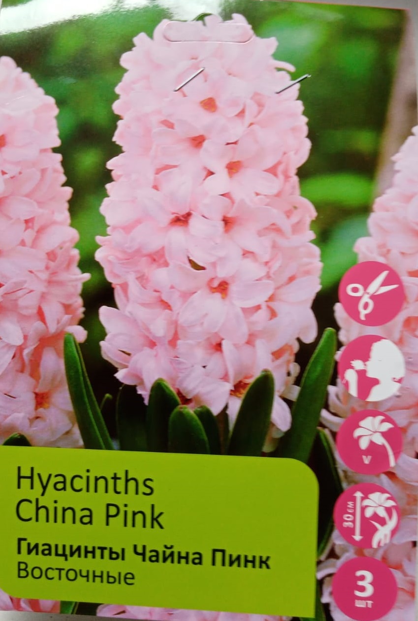 Гиацинт Чайна Пинк /Hyacinthus China Pink ХС