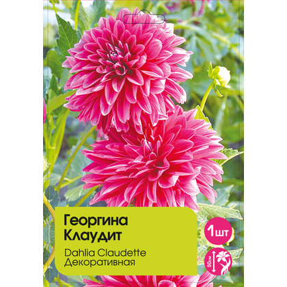 Георгина Клаудит декоративная 1шт Kebol 95