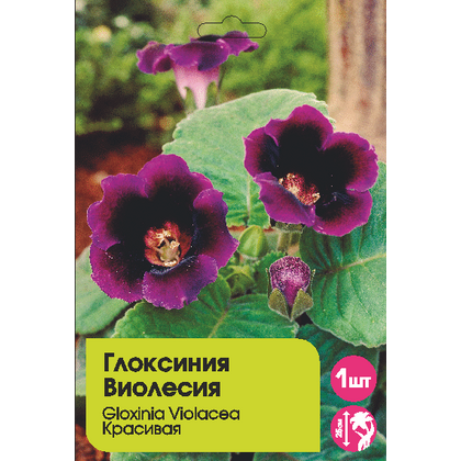 Глоксиния Виолесия 1шт