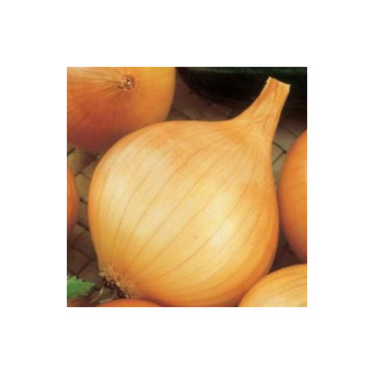 Лук-севок Шетана Россия