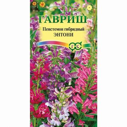 Пенстемон Энтони01г ГШ