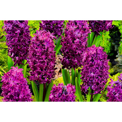 Гиацинт Вудсток Поиск